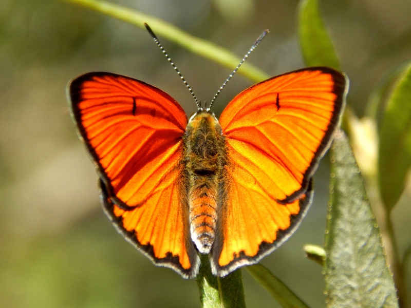 Alla ricerca della Lycaena dispar